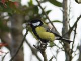 The largest UK tit - green and yellow with a striking glossy black head with white cheeks and a distinctive two-syllable song. It is a woodland bird which has readily adapted to man-made habitats to become a familiar garden visitor. It can be quite aggressive at a birdtable, fighting off smaller tits. In winter it joins with blue tits and others to form roaming flocks which scour gardens and countryside for food.